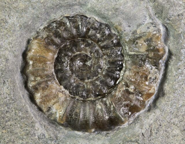 Promicroceras Ammonite - Dorset, England #30722